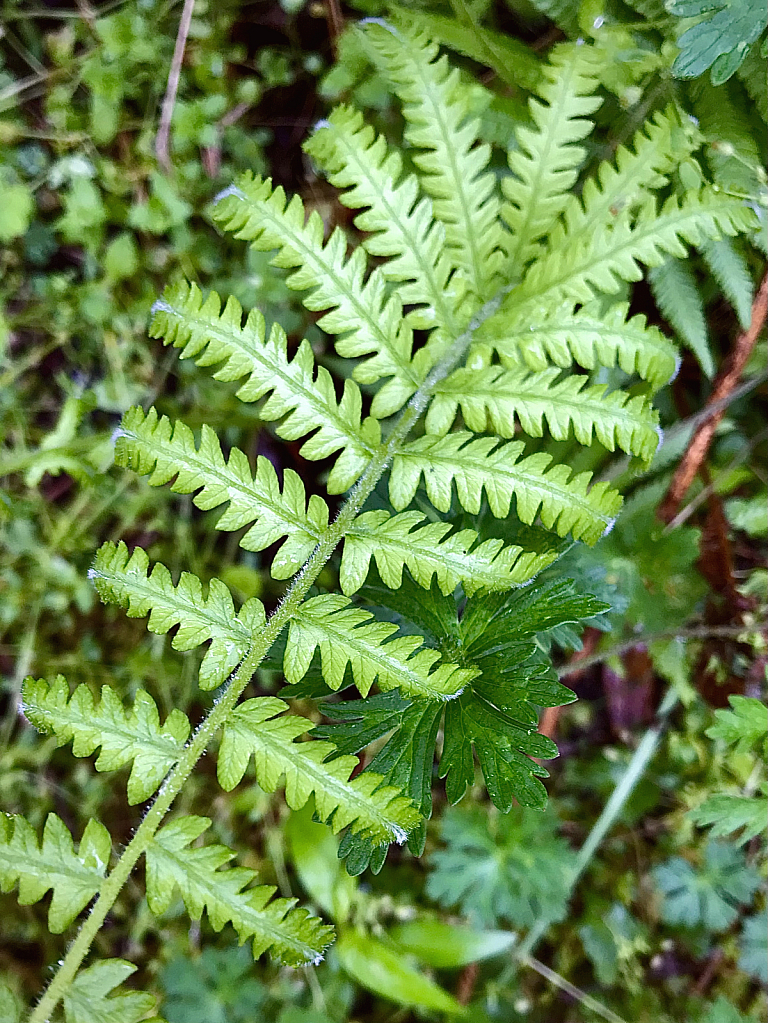 Maiden fern - ID: 16061187 © Elizabeth A. Marker