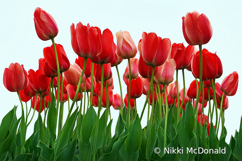 Spring Tulips