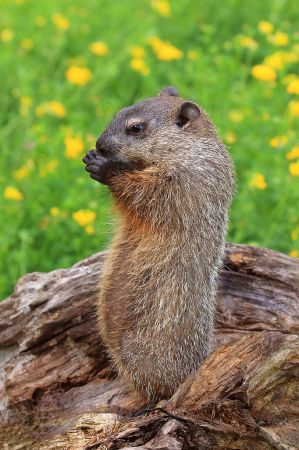 Baby Woodchuck