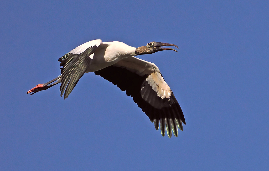 Wood Stork in Flight