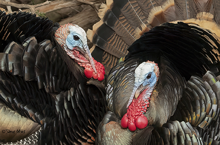 Wild Turkeys - ID: 16061270 © Sherry Karr Adkins