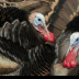 2Wild Turkeys - ID: 16061270 © Sherry Karr Adkins