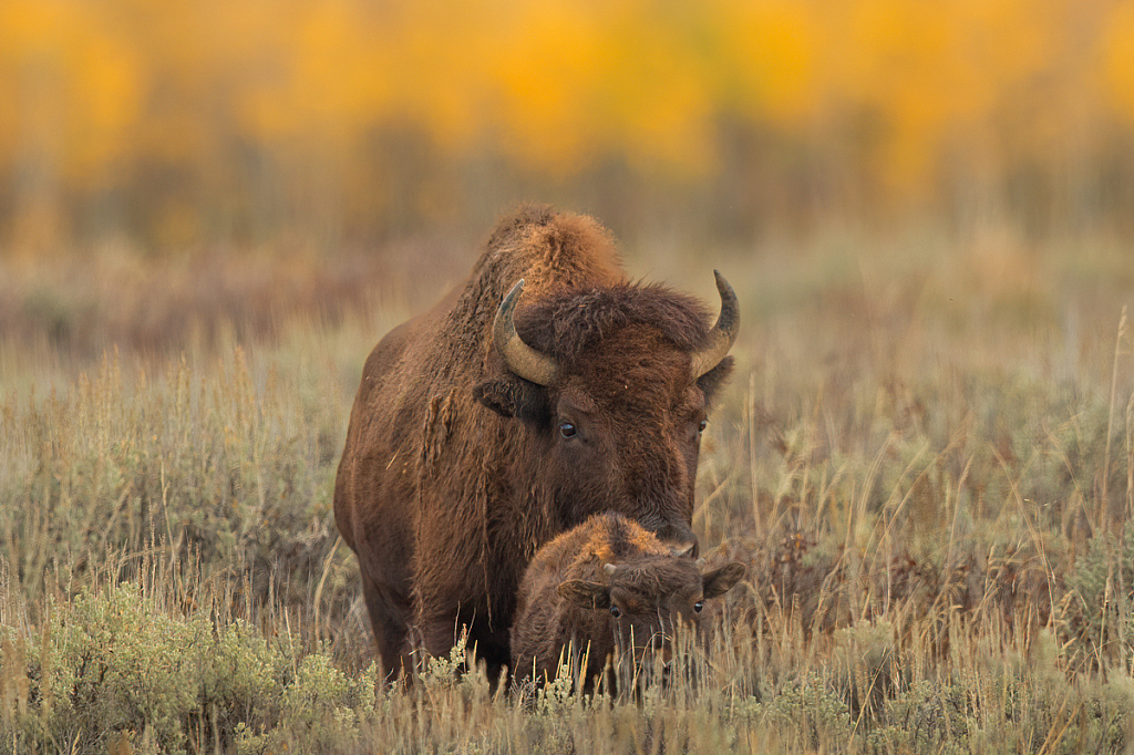Bison, Grand Teton National Park - ID: 16061705 © Bill Currier
