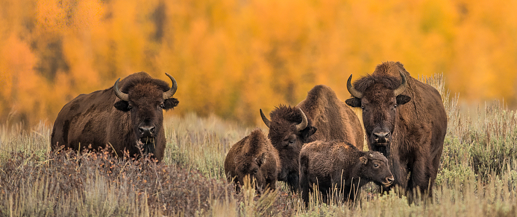 Bison, Grand Teton National Park - ID: 16061708 © Bill Currier