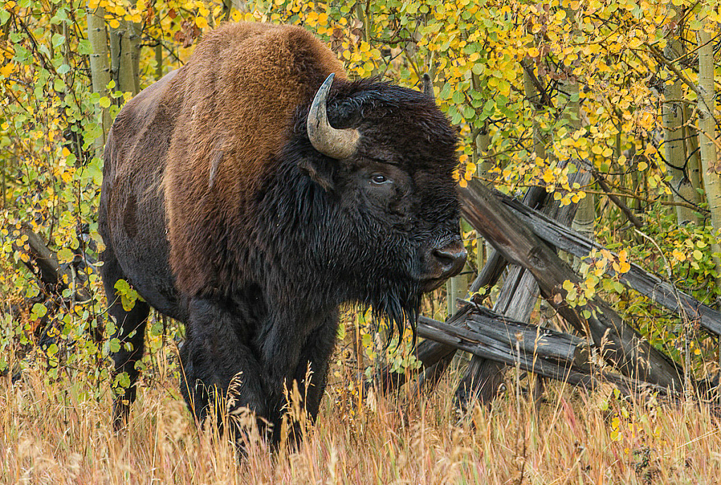 Bison, Grand Teton National Park - ID: 16061710 © Bill Currier