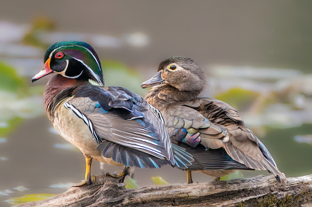 Male and Female Wood Ducks