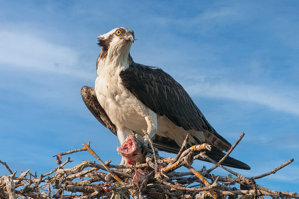 Osprey - ID: 16061739 © Bill Currier