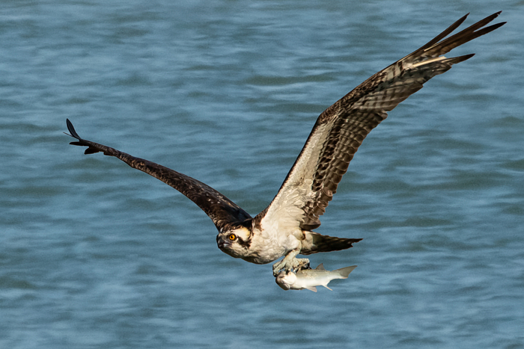 Osprey with Catch - ID: 16061740 © Bill Currier