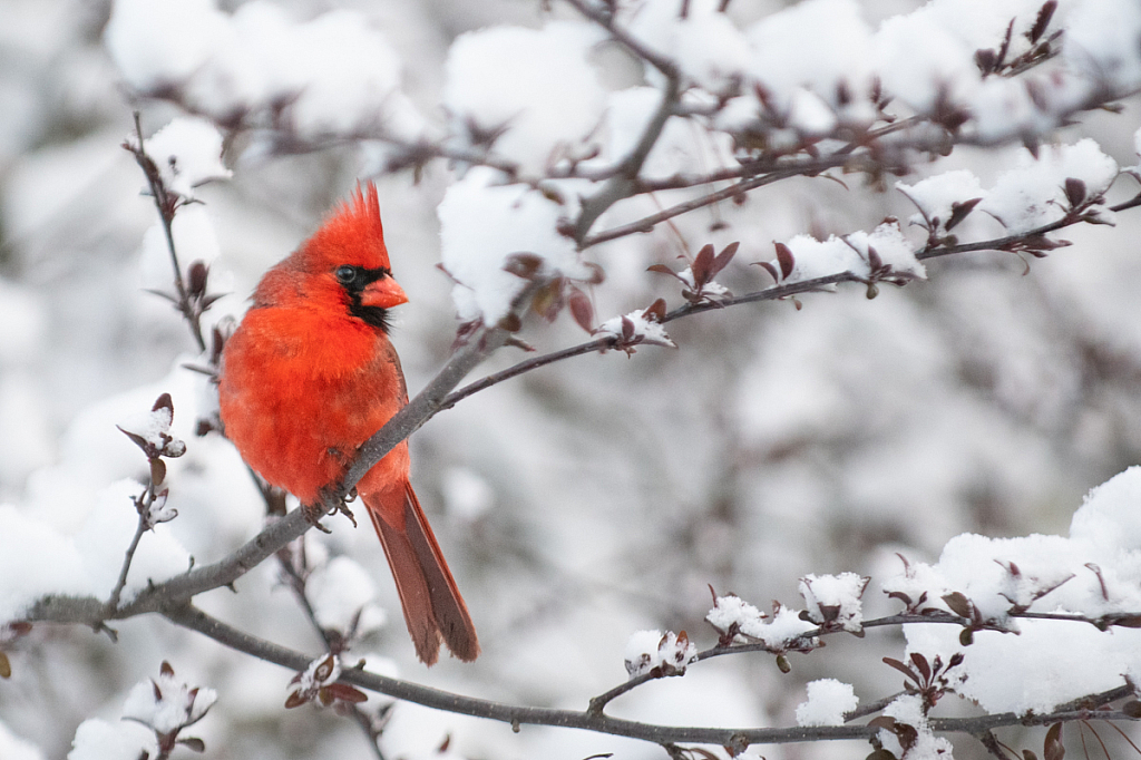 Male Northern Cardinal