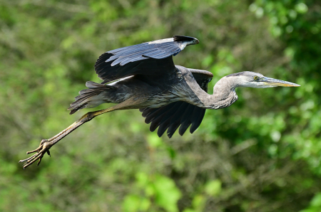 Blue Heron