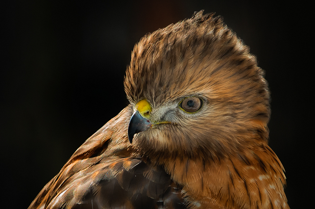 Red Tale Hawk - ID: 16061745 © Bill Currier