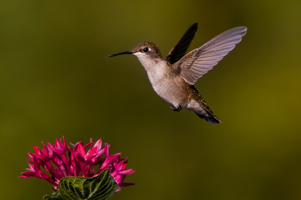 Hummingbird - ID: 16061746 © Bill Currier