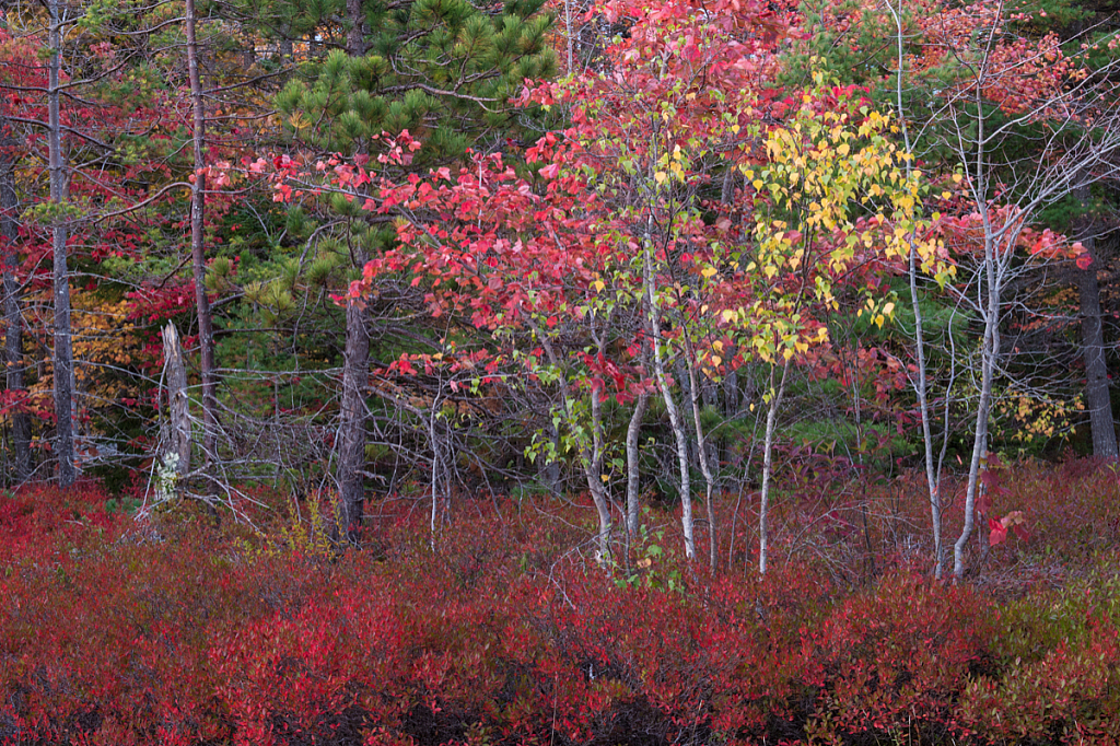 Acadia National Park - ID: 16061770 © Bill Currier