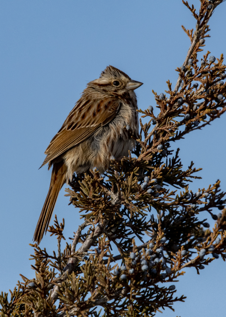 Song Sparrow