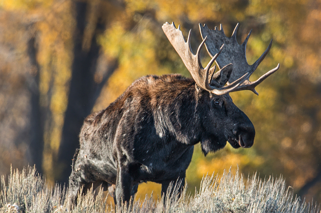 Bull Moose - ID: 16061849 © Bill Currier