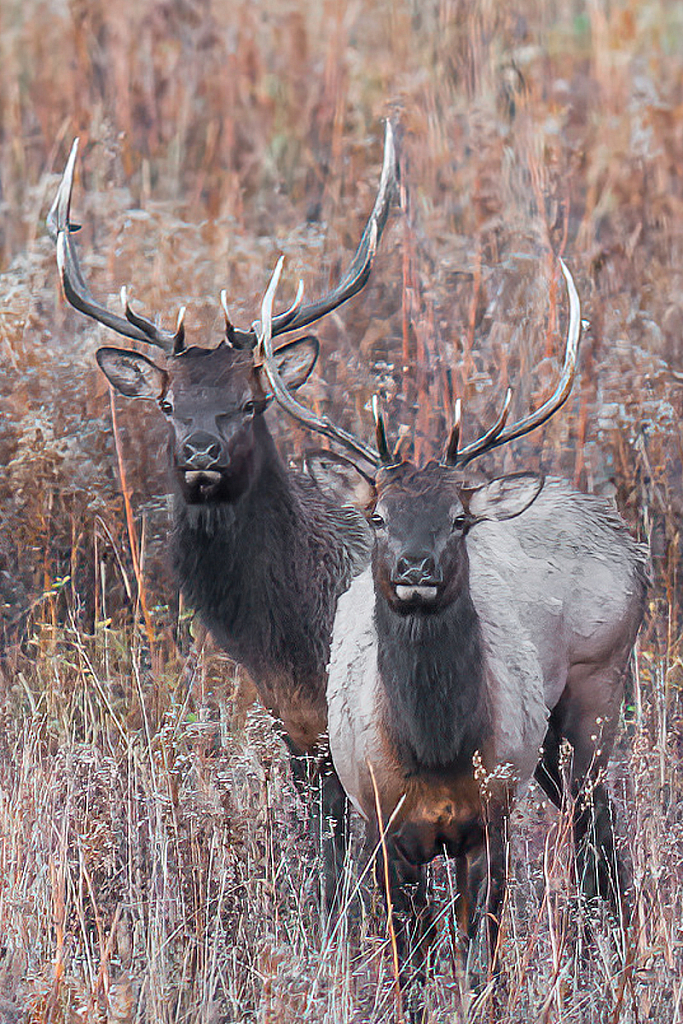 Brothers - ID: 16061850 © Bill Currier
