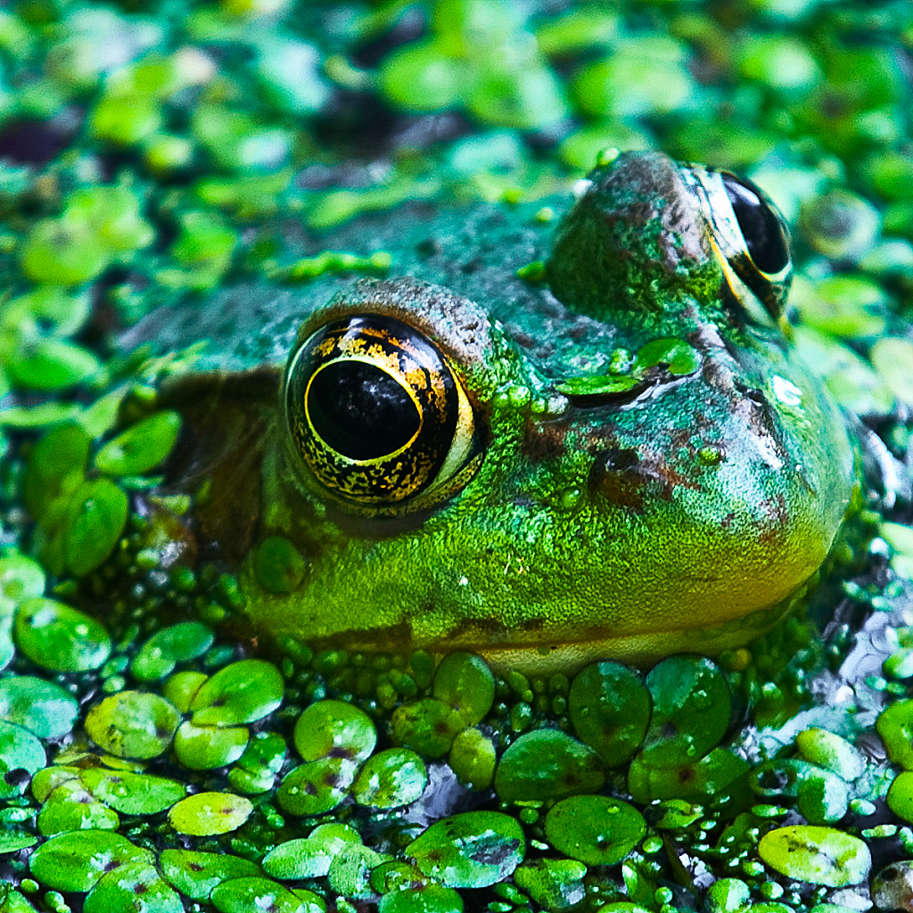 Prince of the Pond - ID: 16061852 © Bill Currier