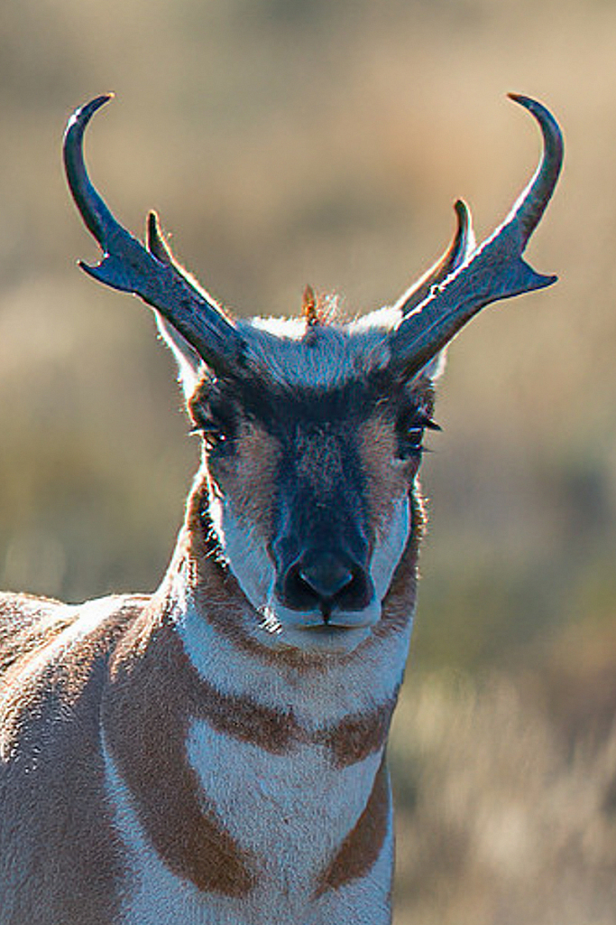Antelope - ID: 16061862 © Bill Currier