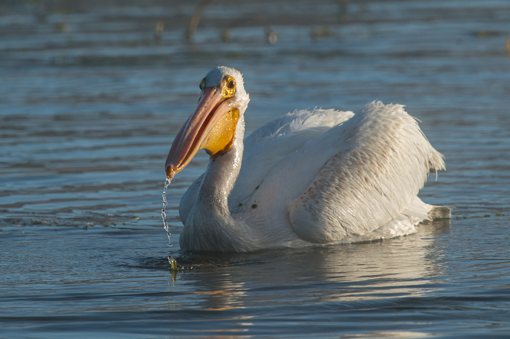 American Pelican - ID: 16061863 © Bill Currier