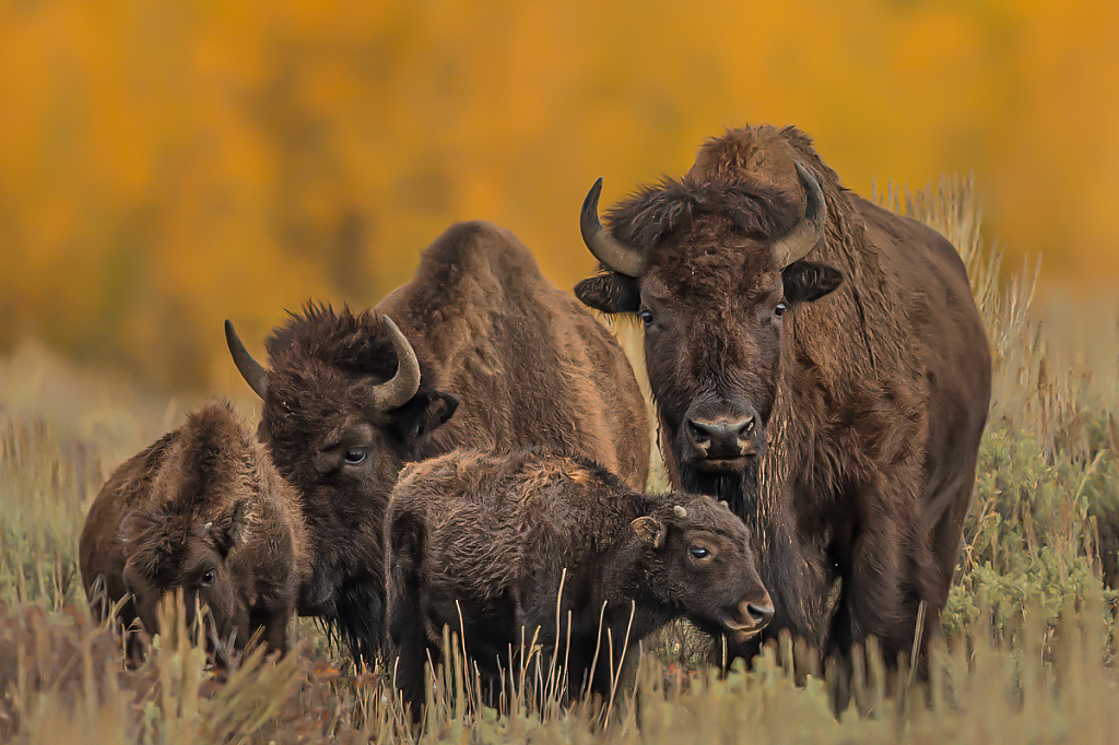 Bison Family - ID: 16061864 © Bill Currier