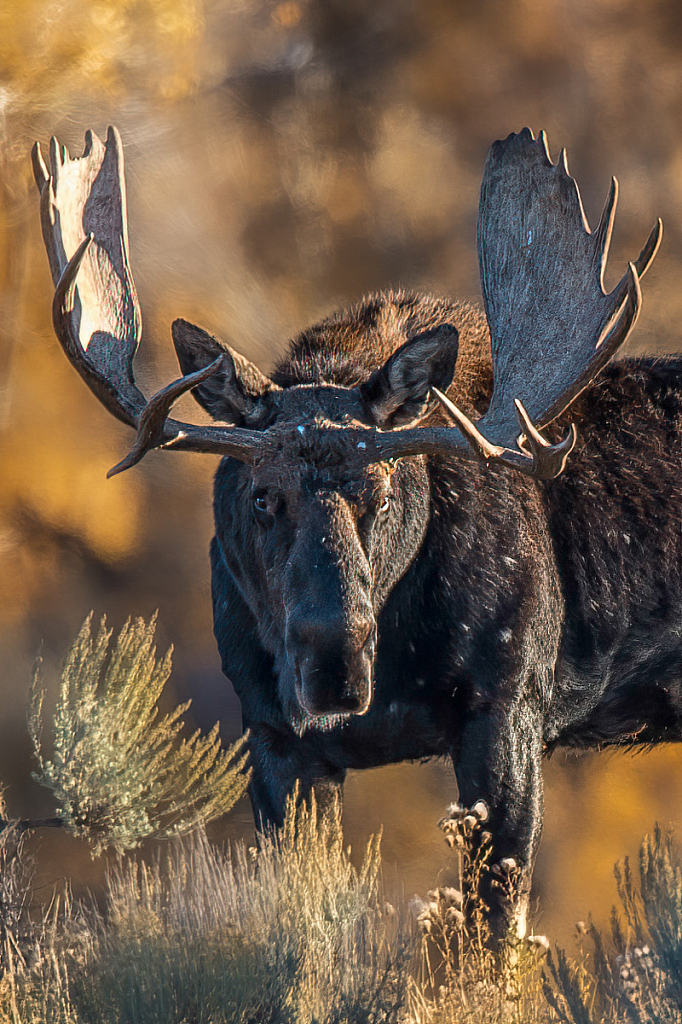Bull Moose - ID: 16061865 © Bill Currier