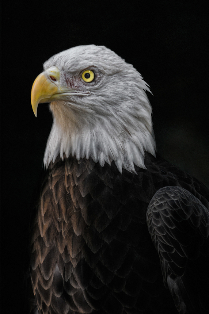 Eagle Portrait - ID: 16061868 © Bill Currier