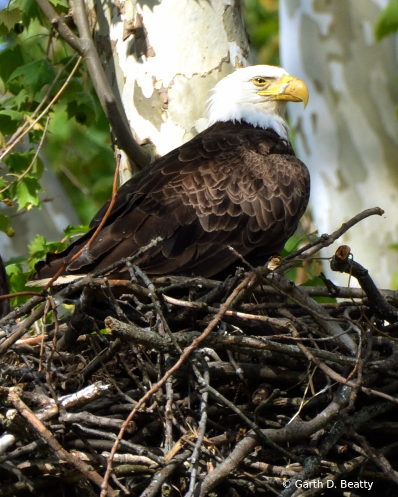 Eagle at the Nest in 2022