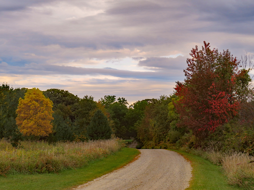 Into The Autumn Woods