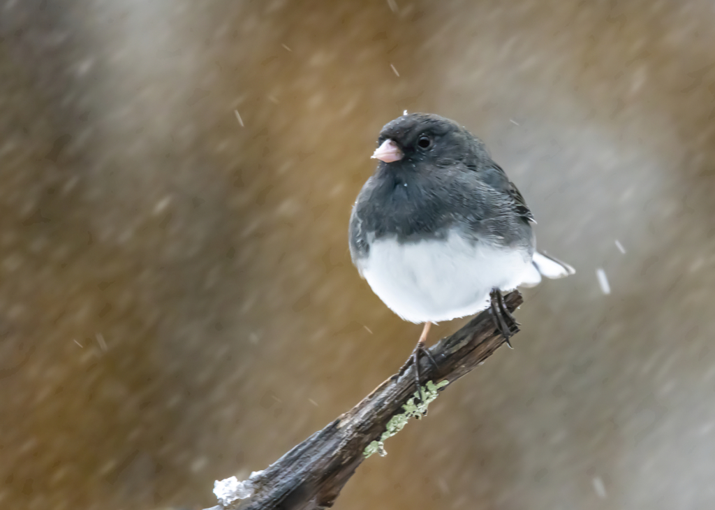 Winter Junco