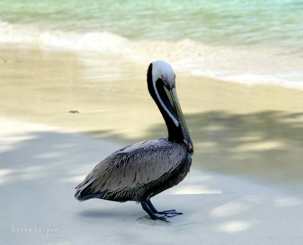 Pelican Profile