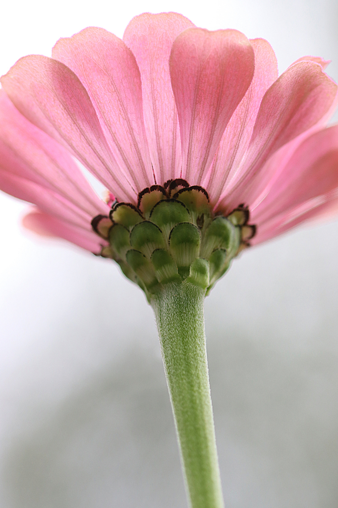 Under a Zinnia