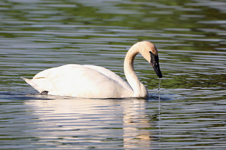 Trumpeter Swan