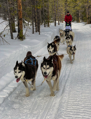 Dog Sledding in the Rockies