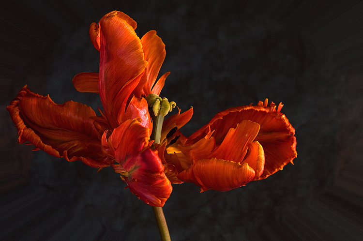 Parrot Tulip