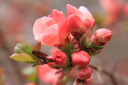 Early Spring Blooms