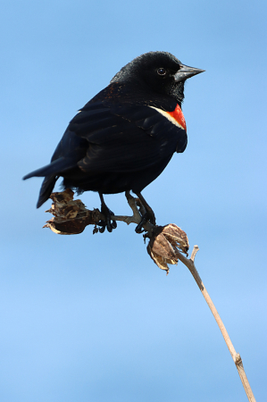 Red-winged Blackbird