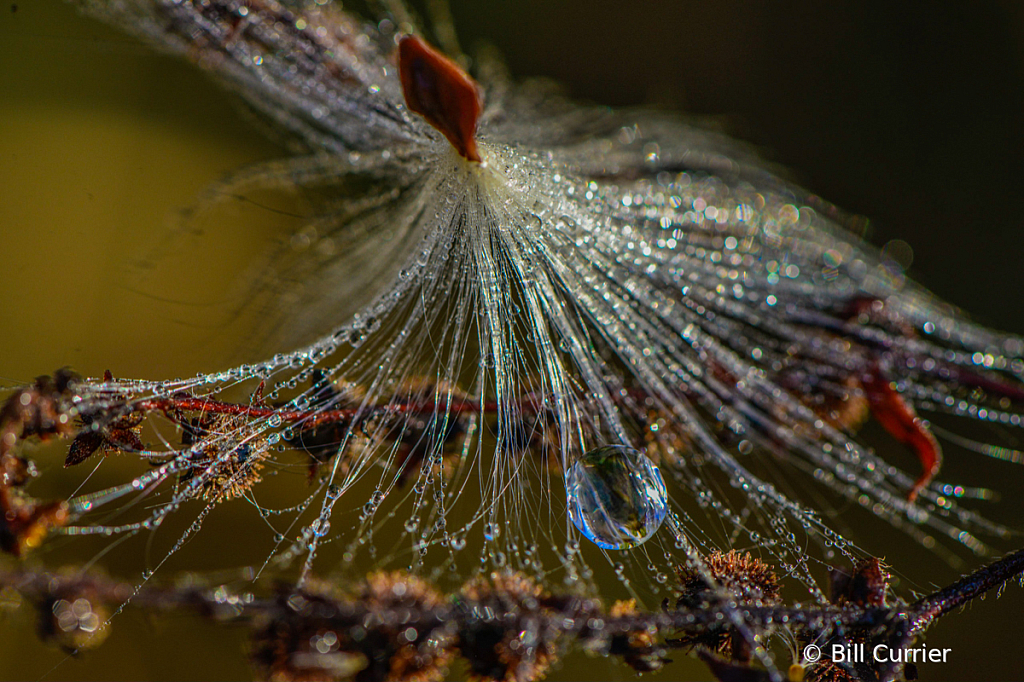 Dew on Milkweed, Cuyahoga Valley NP - ID: 16061370 © Bill Currier