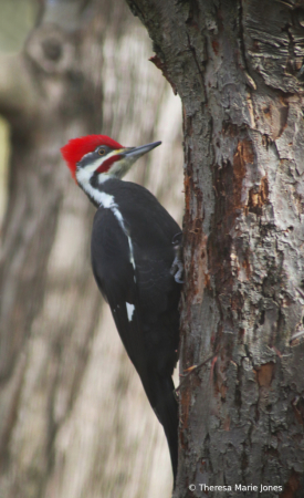 Male Pilated Woodpecker