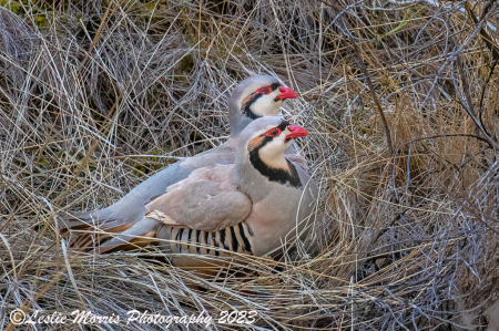 Chukar Standoff