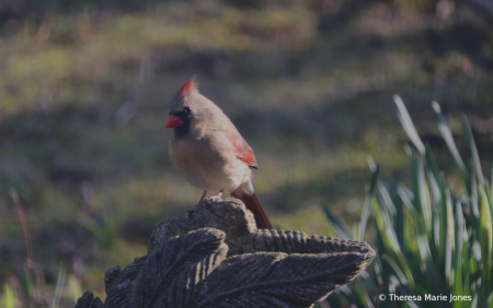 Female Cardinal