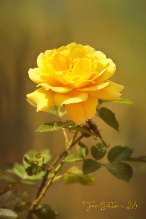 Yellow Rose of Texas