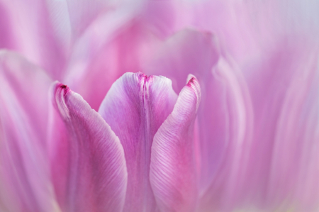 Tulip Petals