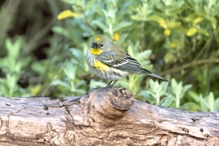 Warbler Pose