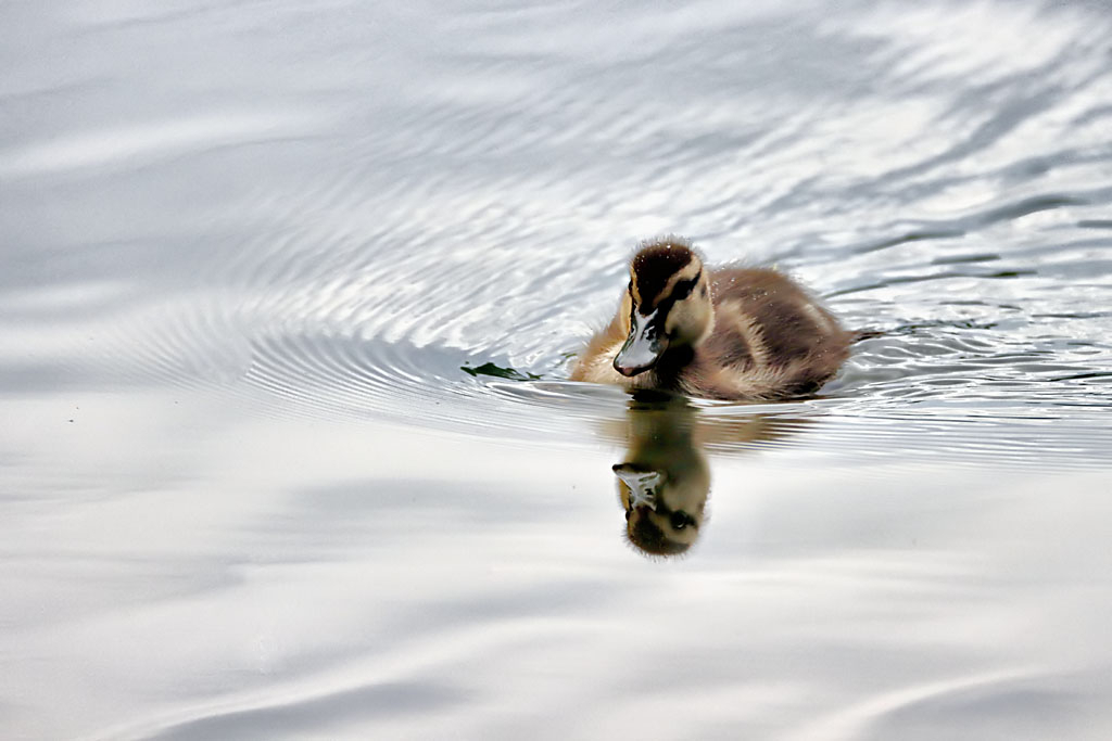 Duckling