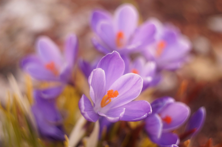 Spring Bouquet