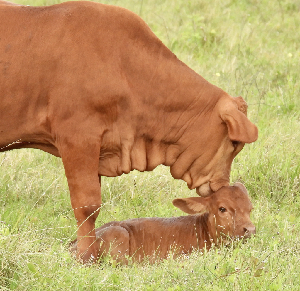 Ahhh...That Baby Smell