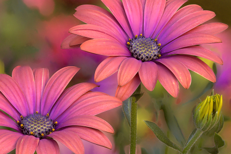 African Daisies
