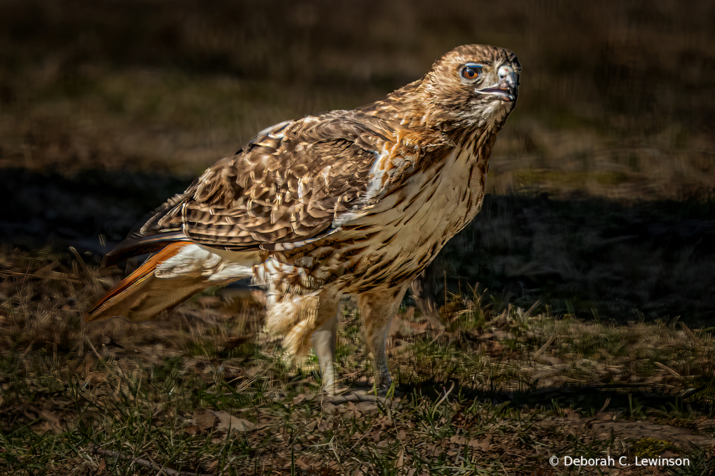 Hawk Visitor in Backyard