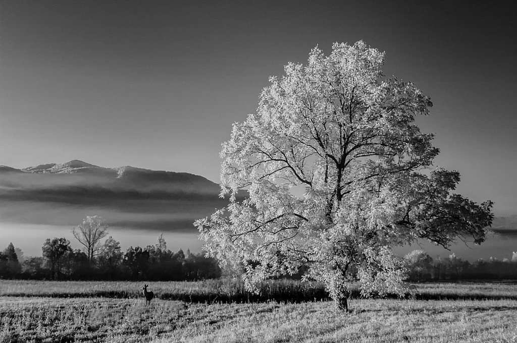 Cades Cove, Great Smoky Mountains - ID: 16061600 © Bill Currier