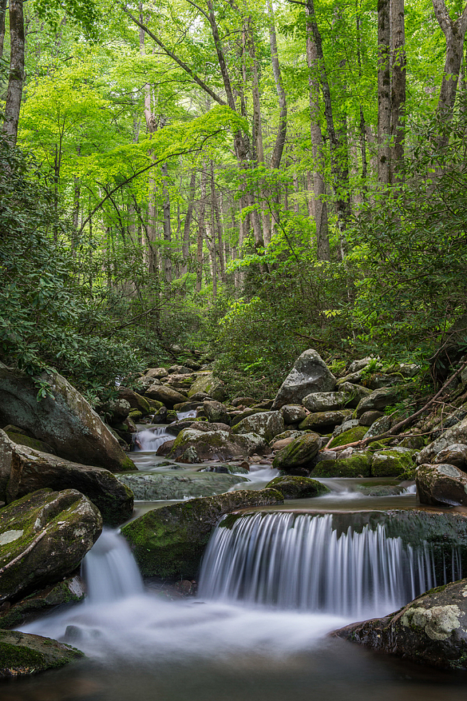 LeConte Creek, Great Smoky Mountains - ID: 16061602 © Bill Currier